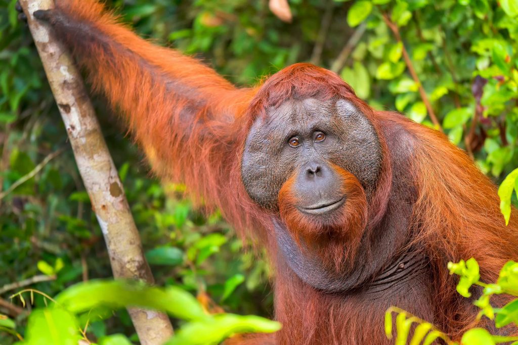 Borneo Orangutan & Proboscis Monkey Jungle Safari: A Kalimantan Adventure