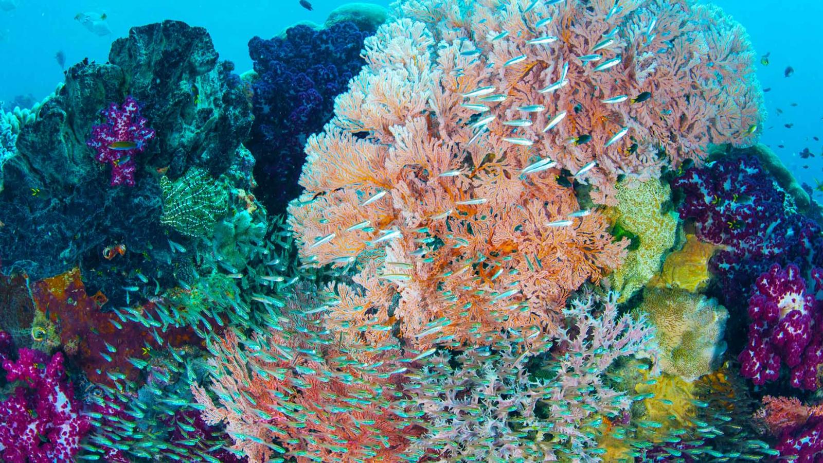 Raja Ampat Exclusive Resort & Private Island Paradise