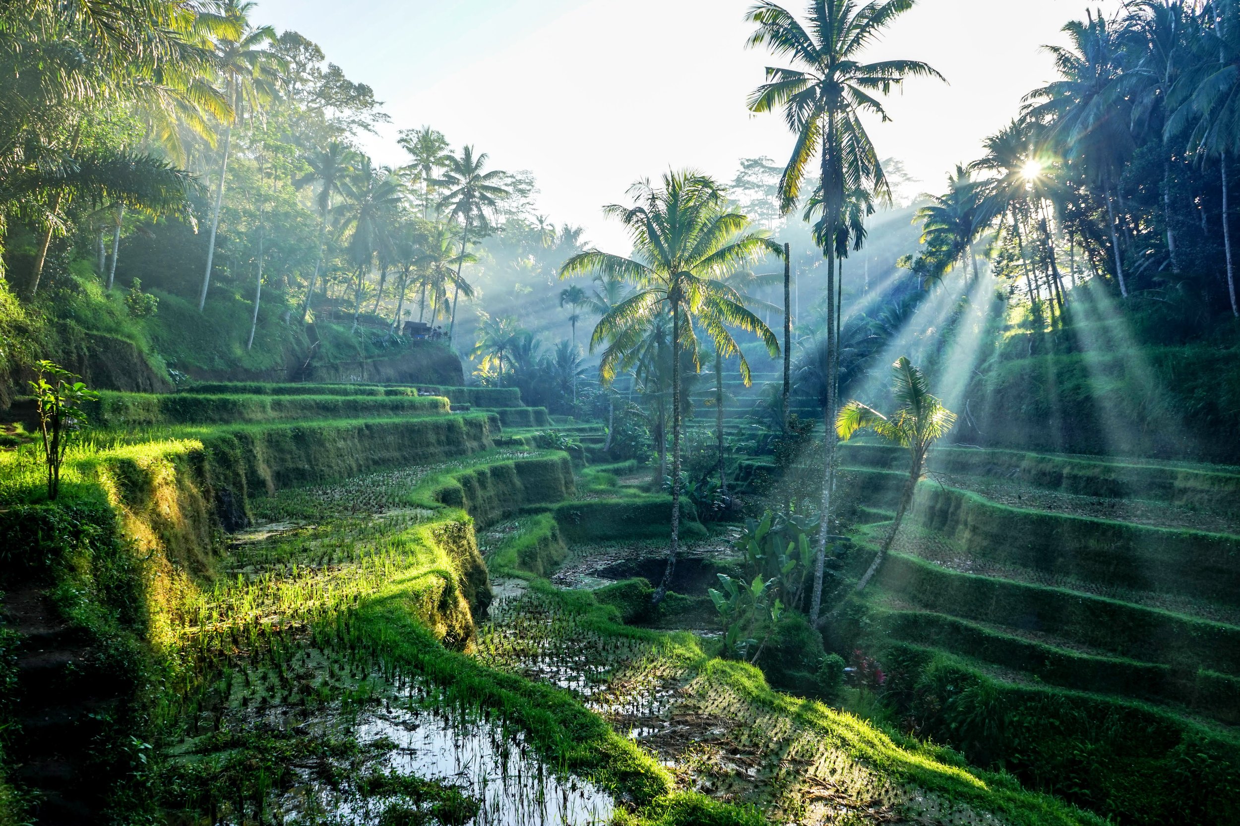 Bali Holistic Wellness Escape: Spa, Yoga & Rice Terraces