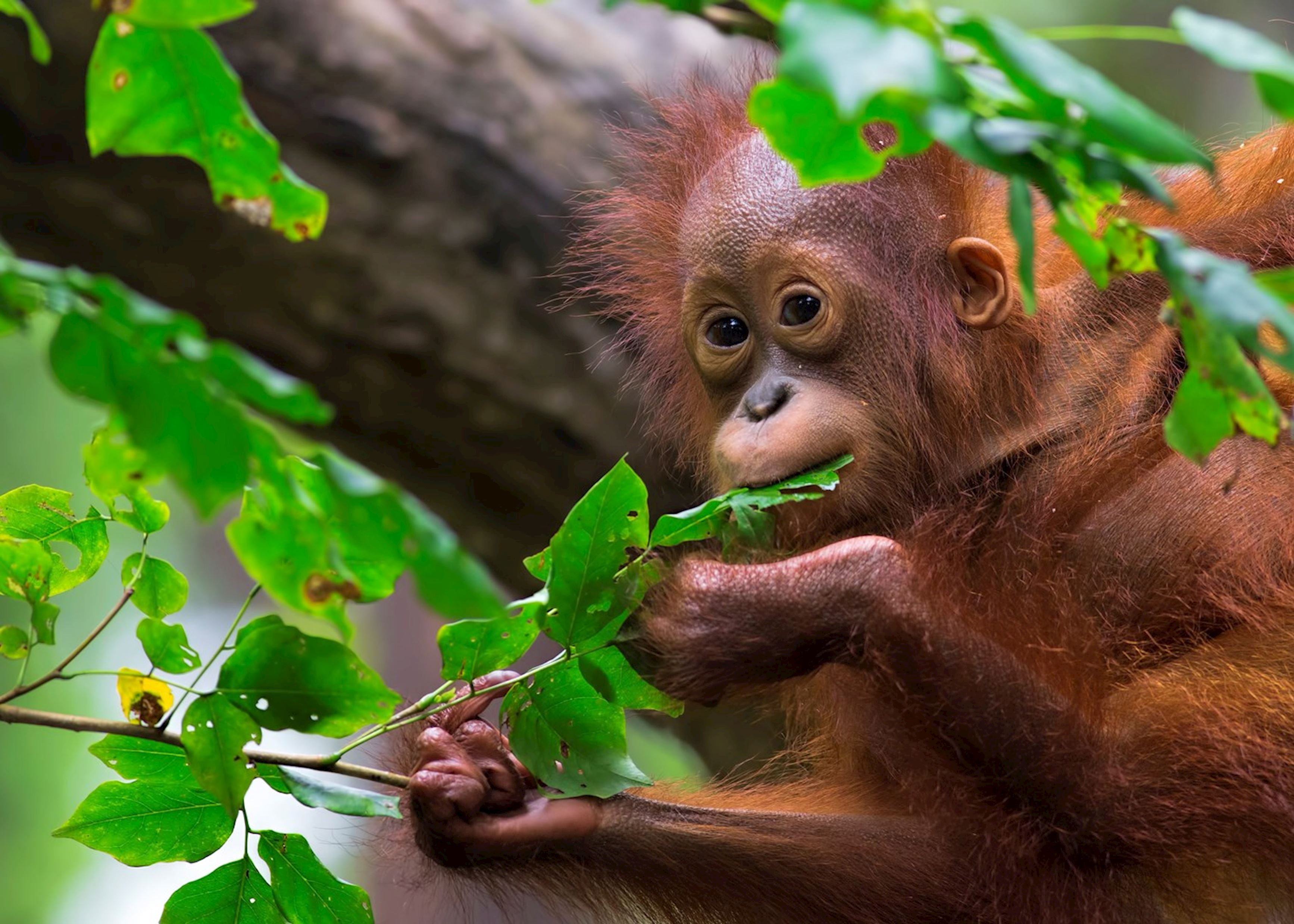 Sumatra Orangutan Jungle Trek — Bukit Lawang